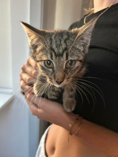 Europäische Hauskatze